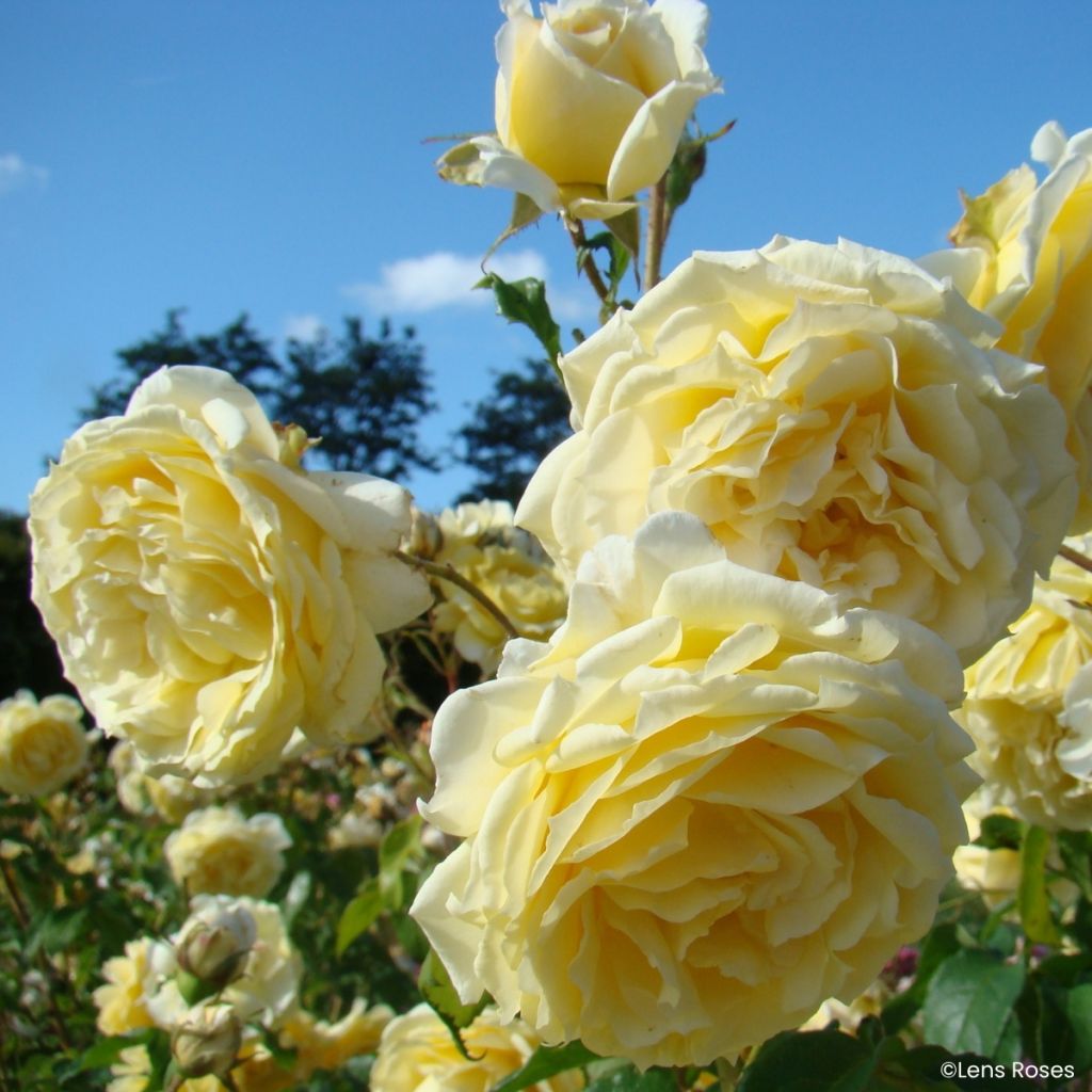 Rosa moschata Lady in Gold - Musk Rose