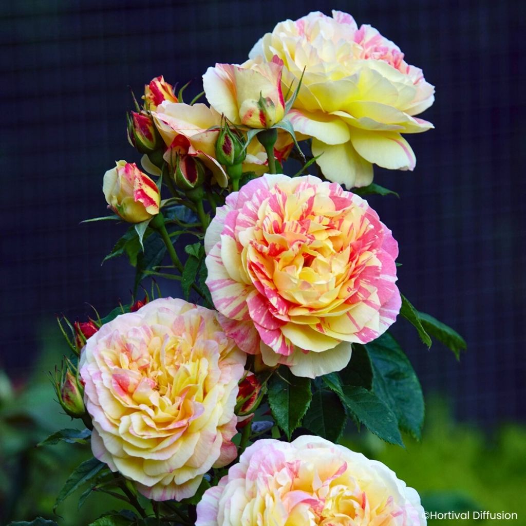 Rosa floribunda Scentimental® Vanille - Floribunda Rose