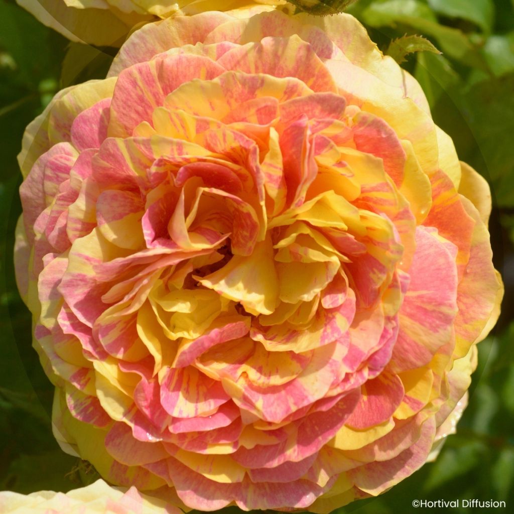 Rosa floribunda Scentimental® Vanille - Floribunda Rose