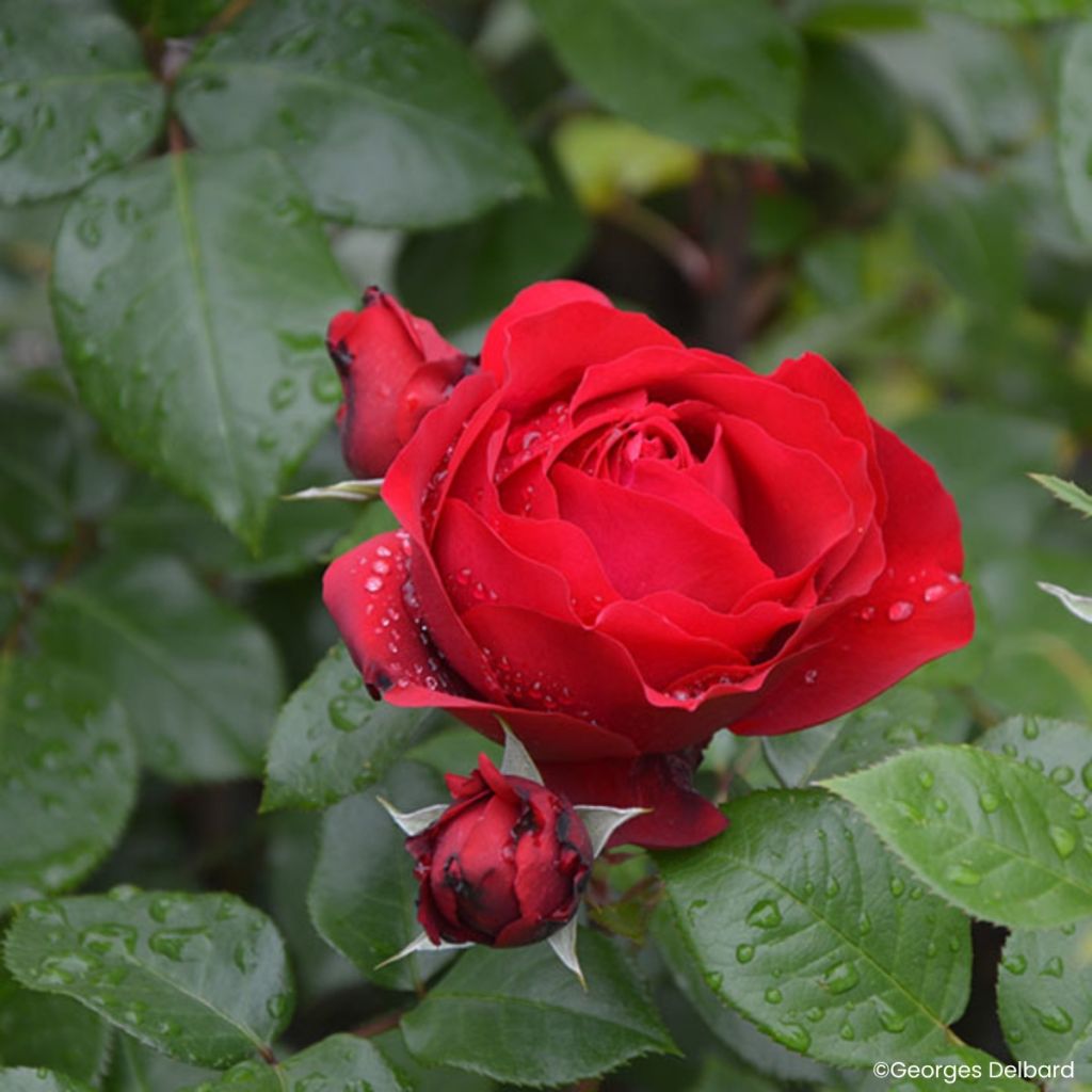 Rosa Societe Nationale d'Horticulture de France 'Delflouge' - Bush Rose