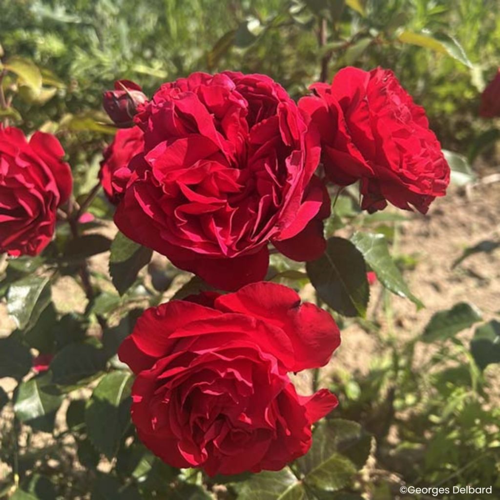 Rosa Societe Nationale d'Horticulture de France 'Delflouge' - Bush Rose
