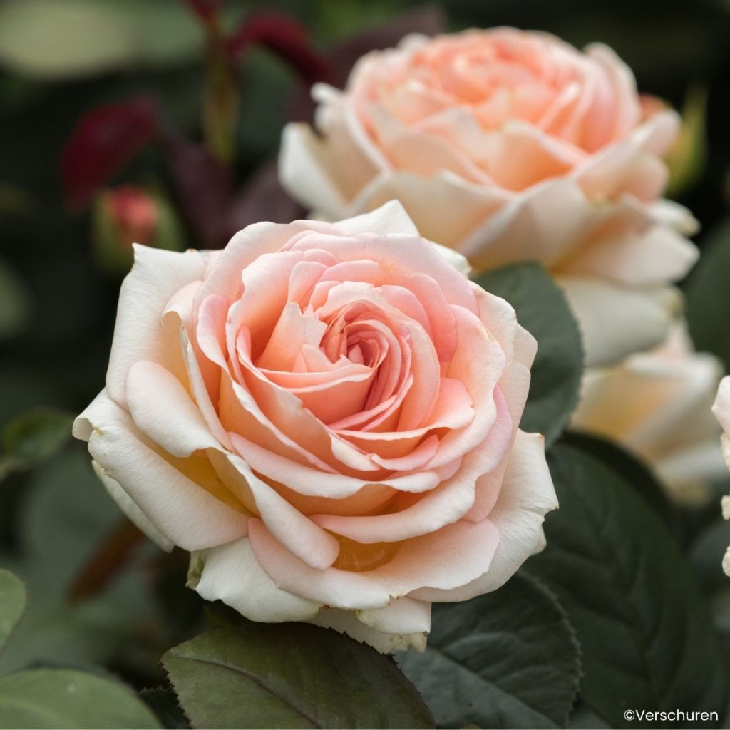 Rosa Lady Capri - Hybrid Tea Rose
