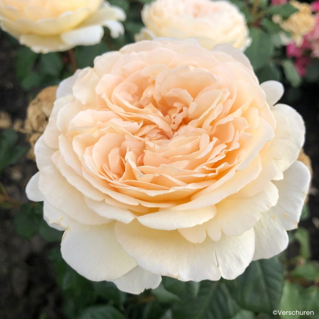 Rosa Marzipan - Hybrid Tea Rose