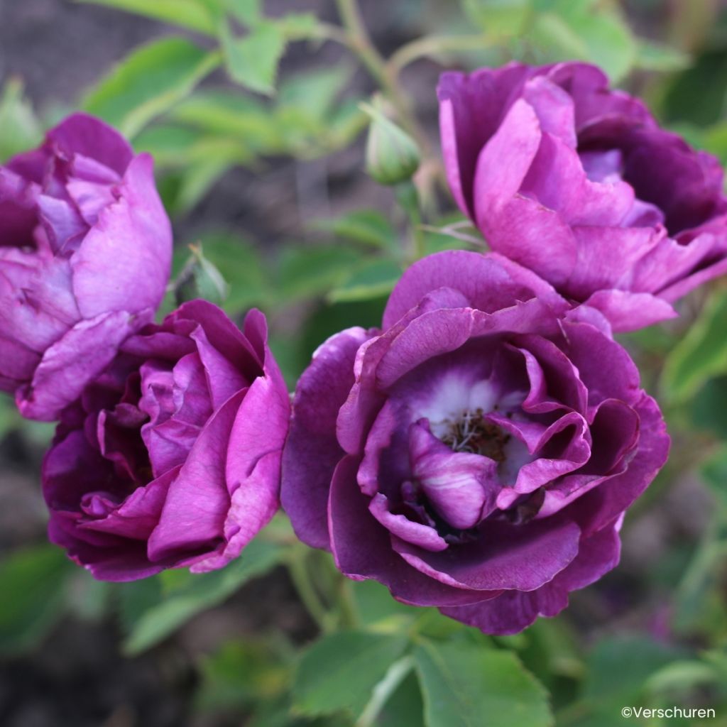 Rosa Bridge of Stars - Climbing Rose