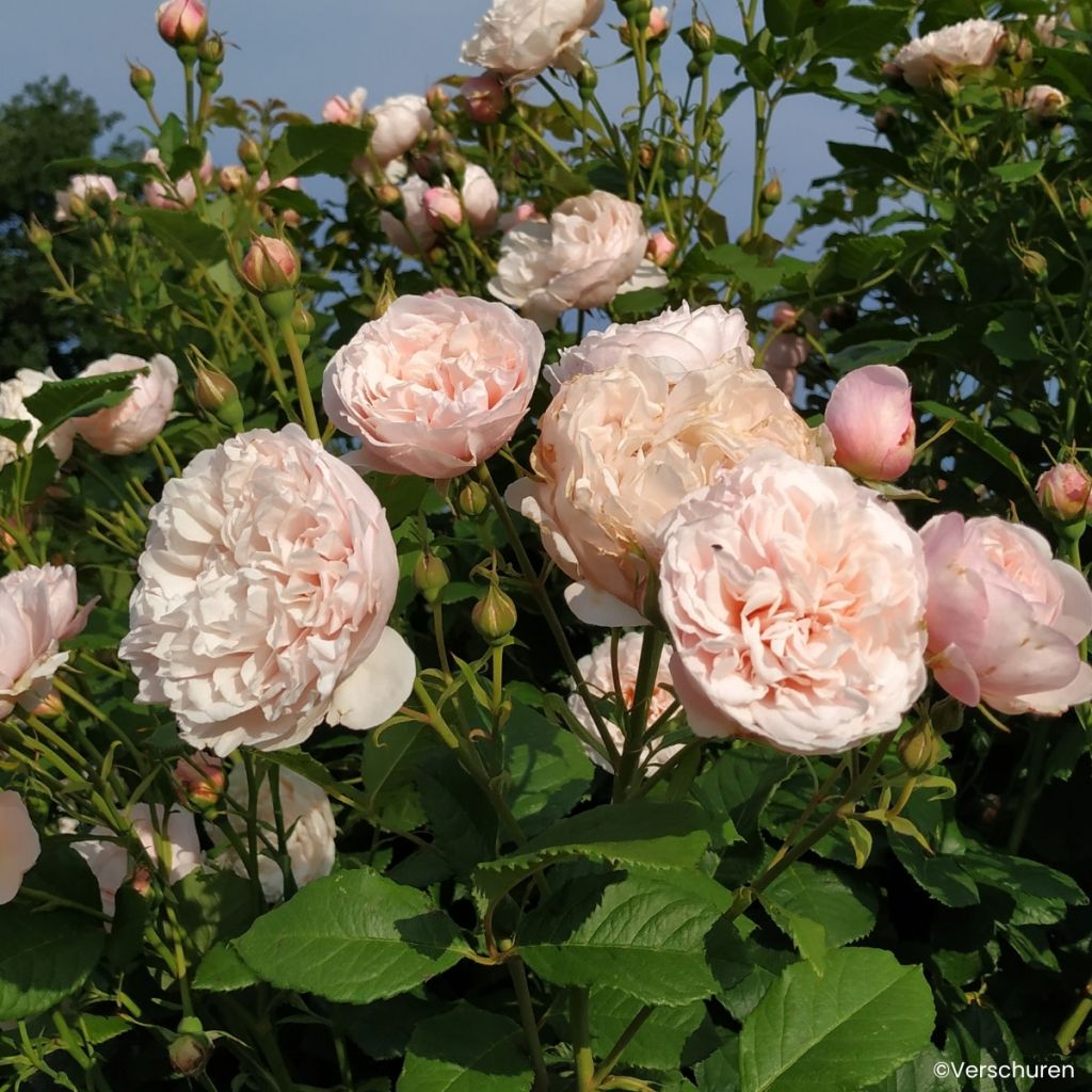 Rosa Divina - Climbing Rose