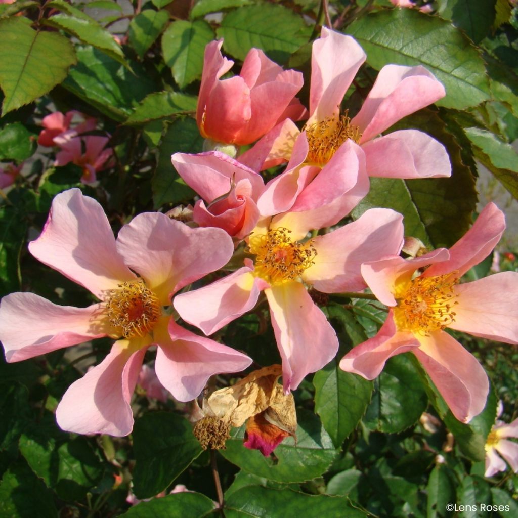 Rosa moschata Lens Flair - Climbing Rose