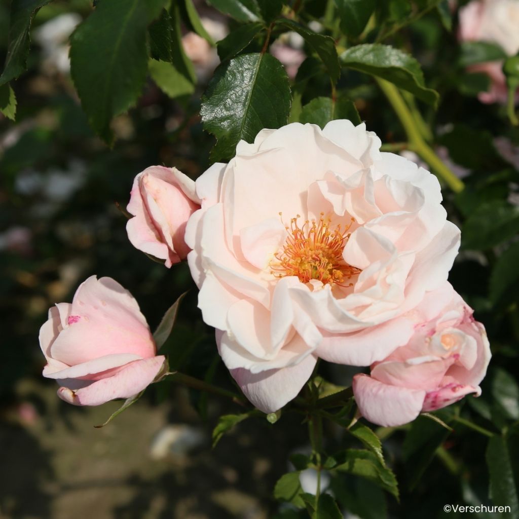 Rosa Zelmani's Dream - Climbing Rose