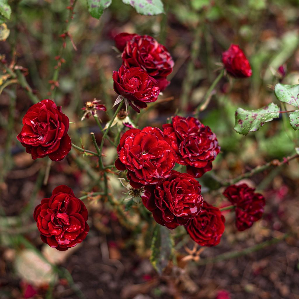 Rosa polyantha Baby Baccara - Polyantha Rose
