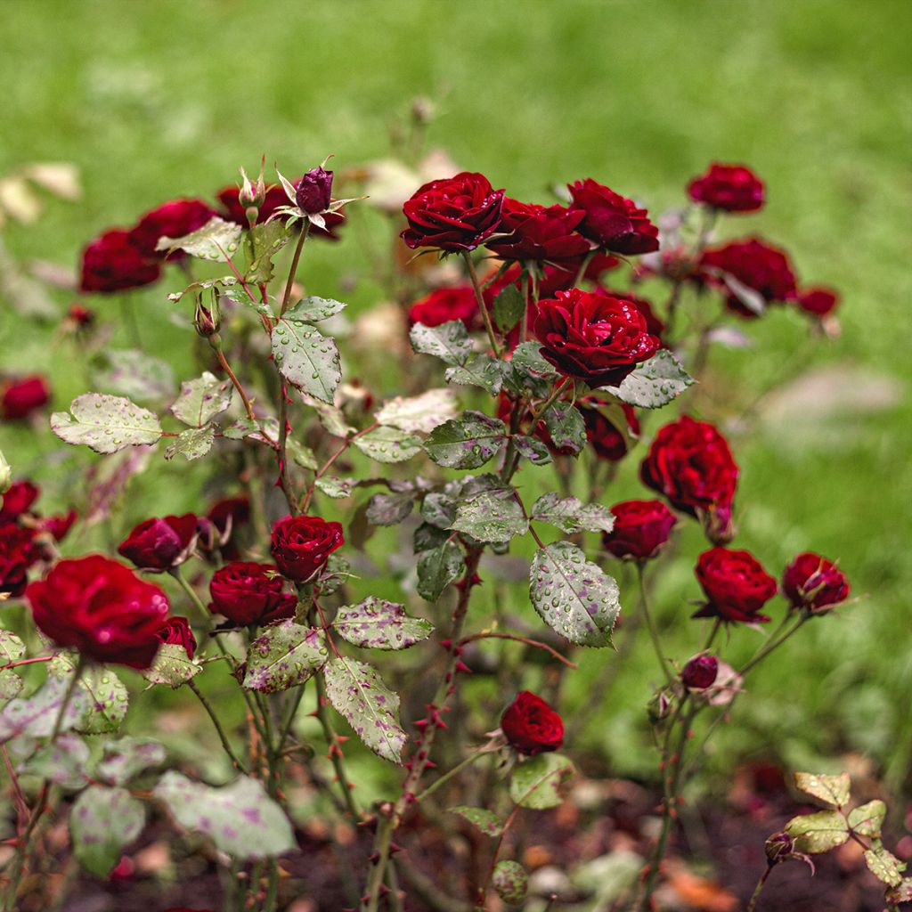 Rosa polyantha Baby Baccara - Polyantha Rose