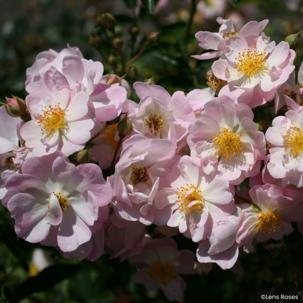 Rosa x moschata Ma Fille Sara - Groundcover Rose