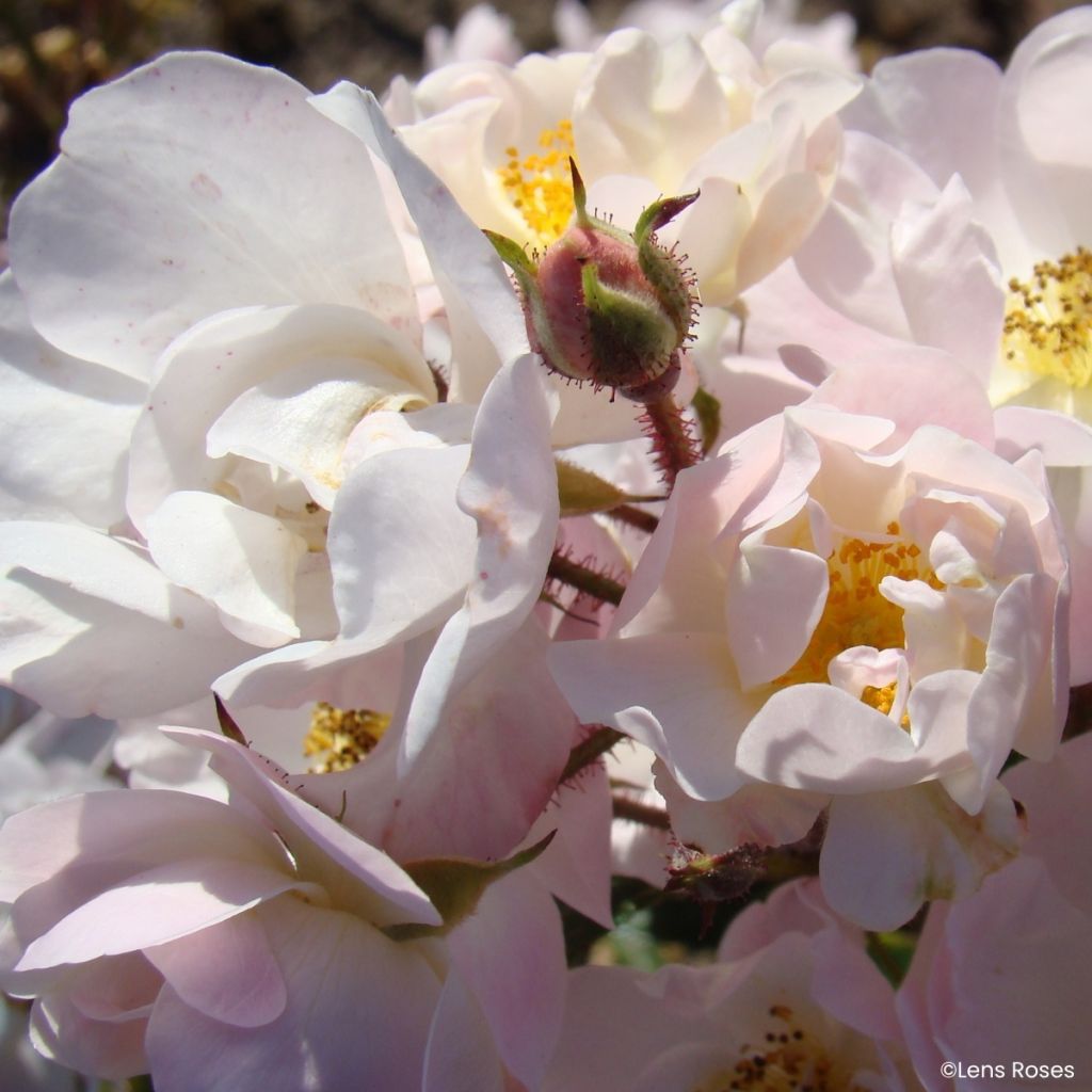 Rosa x moschata Ma Fille Sara - Groundcover Rose
