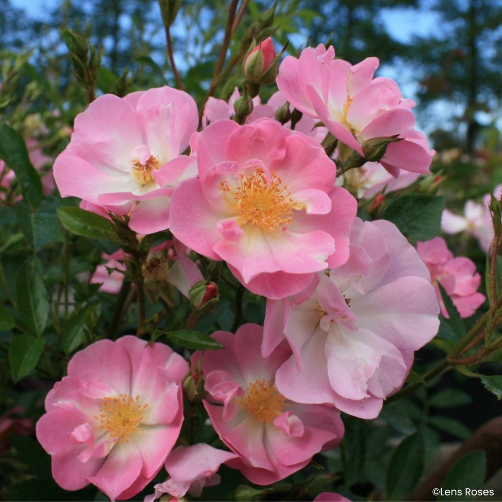 Rosa x moschata Ma Fille Sara - Groundcover Rose
