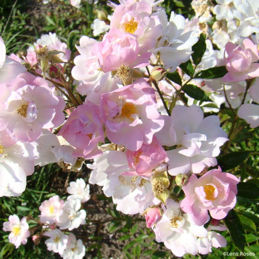 Rosa x moschata Ma Fille Sara - Groundcover Rose