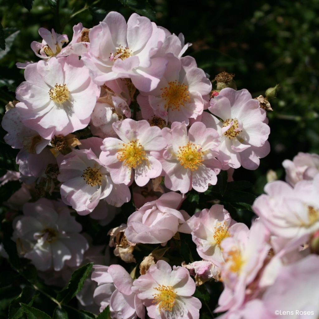 Rosa x moschata Ma Fille Sara - Groundcover Rose