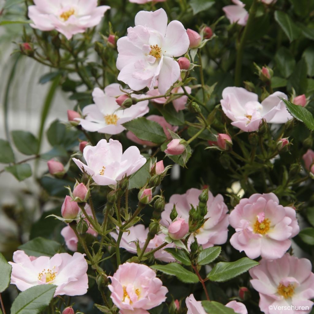 Rosa Sternenhimmel - Miniature Rose