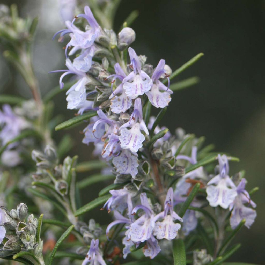 Rosmarinus officinalis - Rosemary