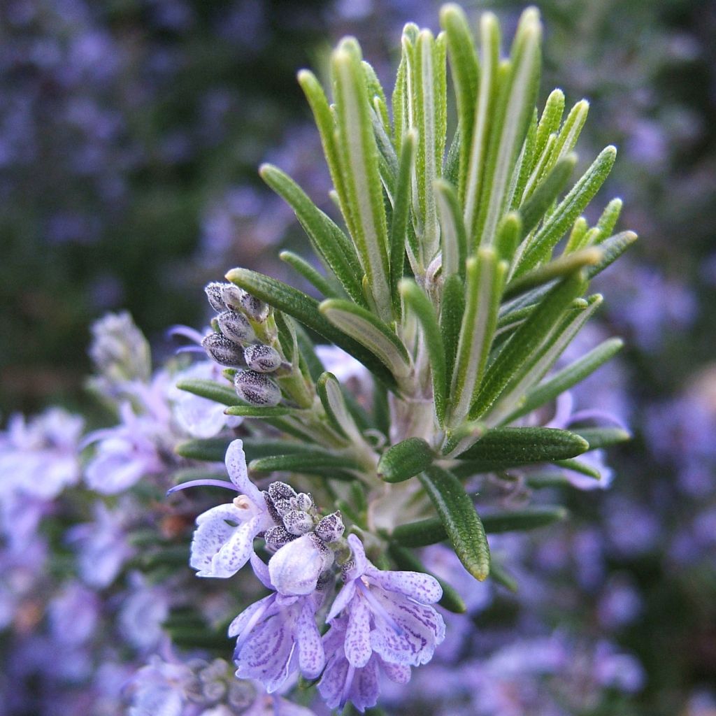 Rosmarinus officinalis - Rosemary
