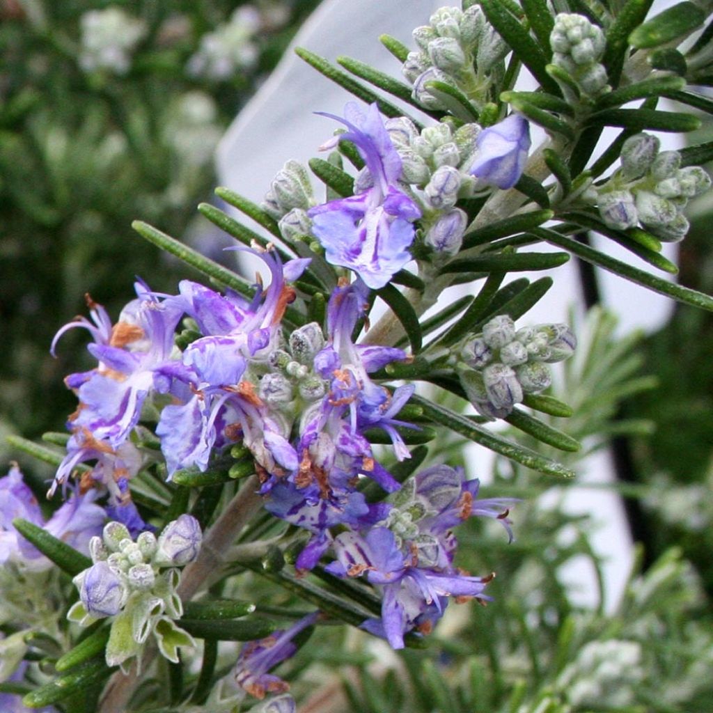Rosmarinus officinalis Pointe du Raz
