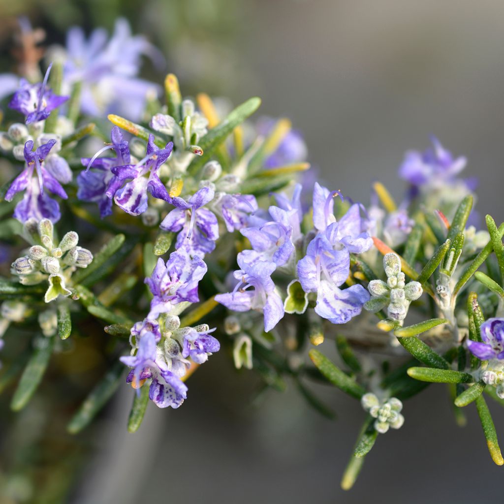 Creeping Rosemary - Rosmarinus officinalis Prostratus