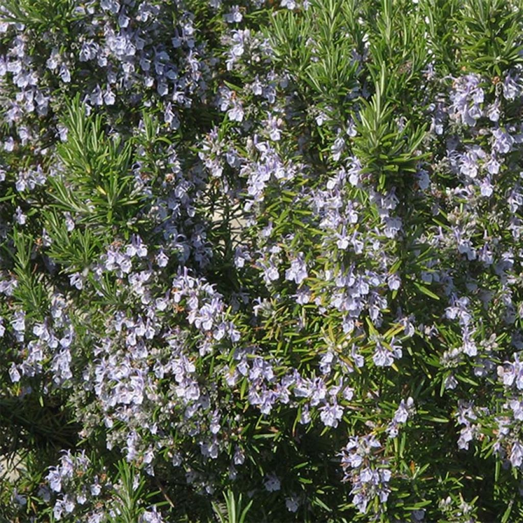 Organic Rosmarinus officinalis - Rosemary
