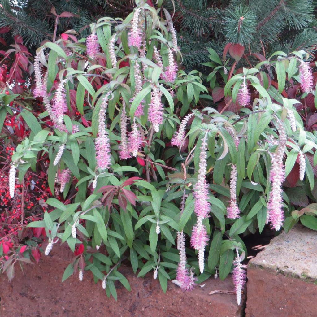 Rostrinucula dependens Happy Cascade