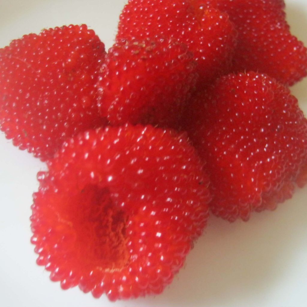 Rubus illecebrosus