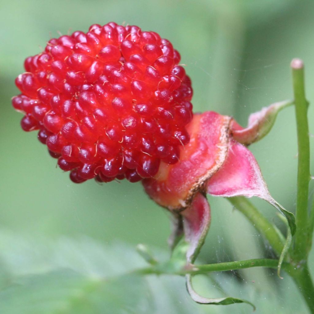 Rubus illecebrosus