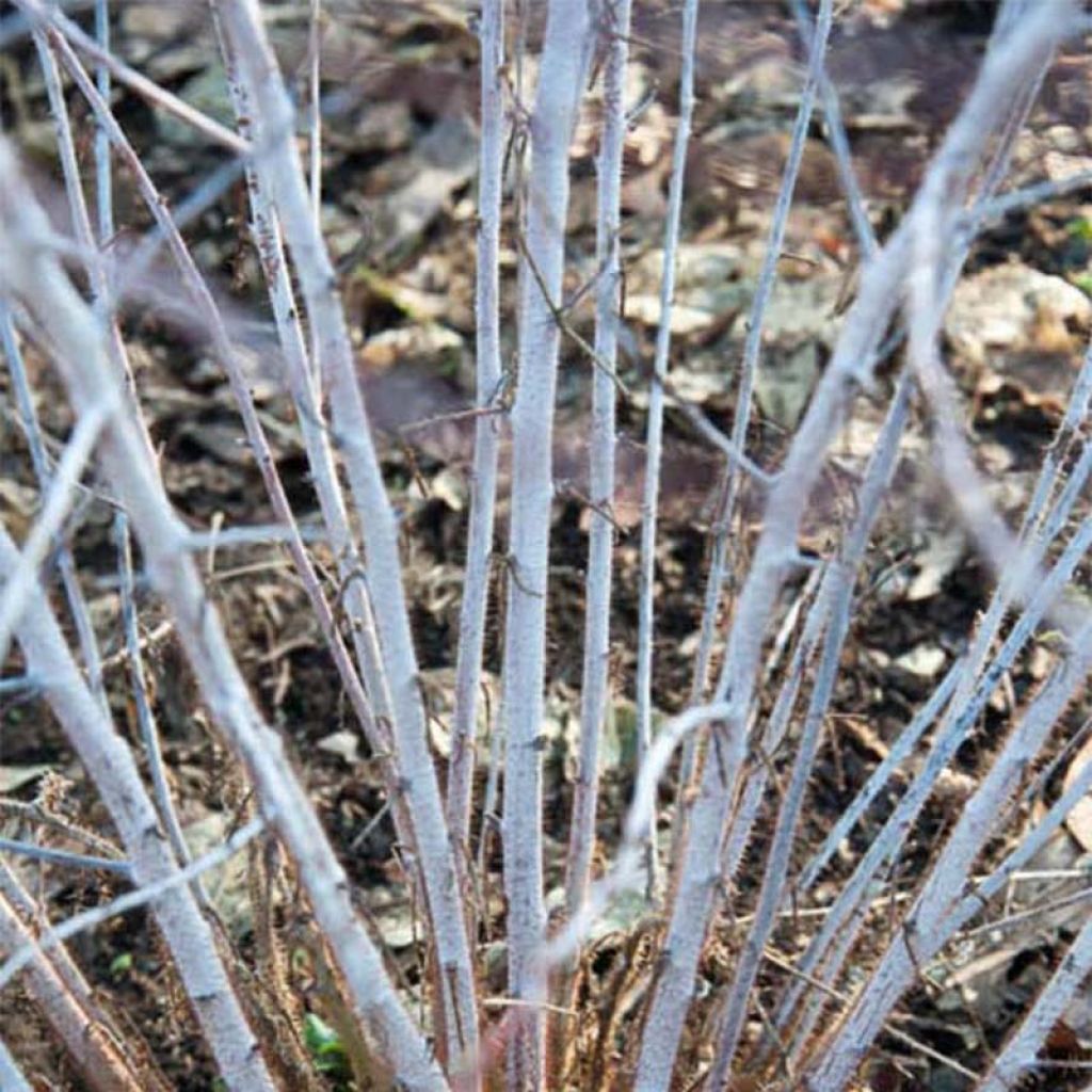 Rubus thibetanus Silver Fern