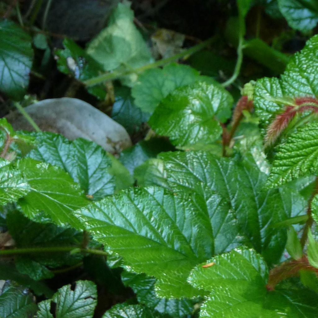 Rubus tricolor
