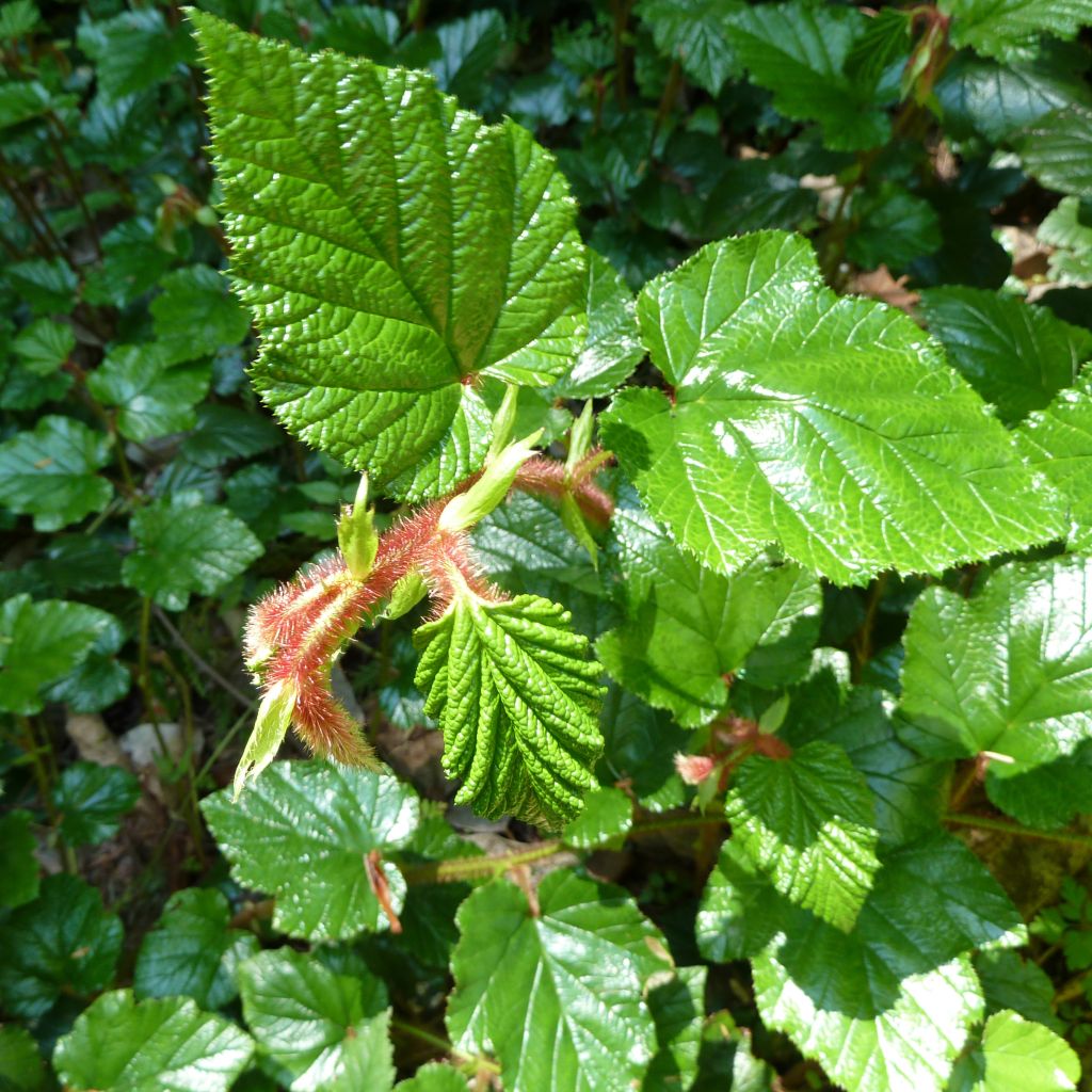 Rubus tricolor Betty Ashburner