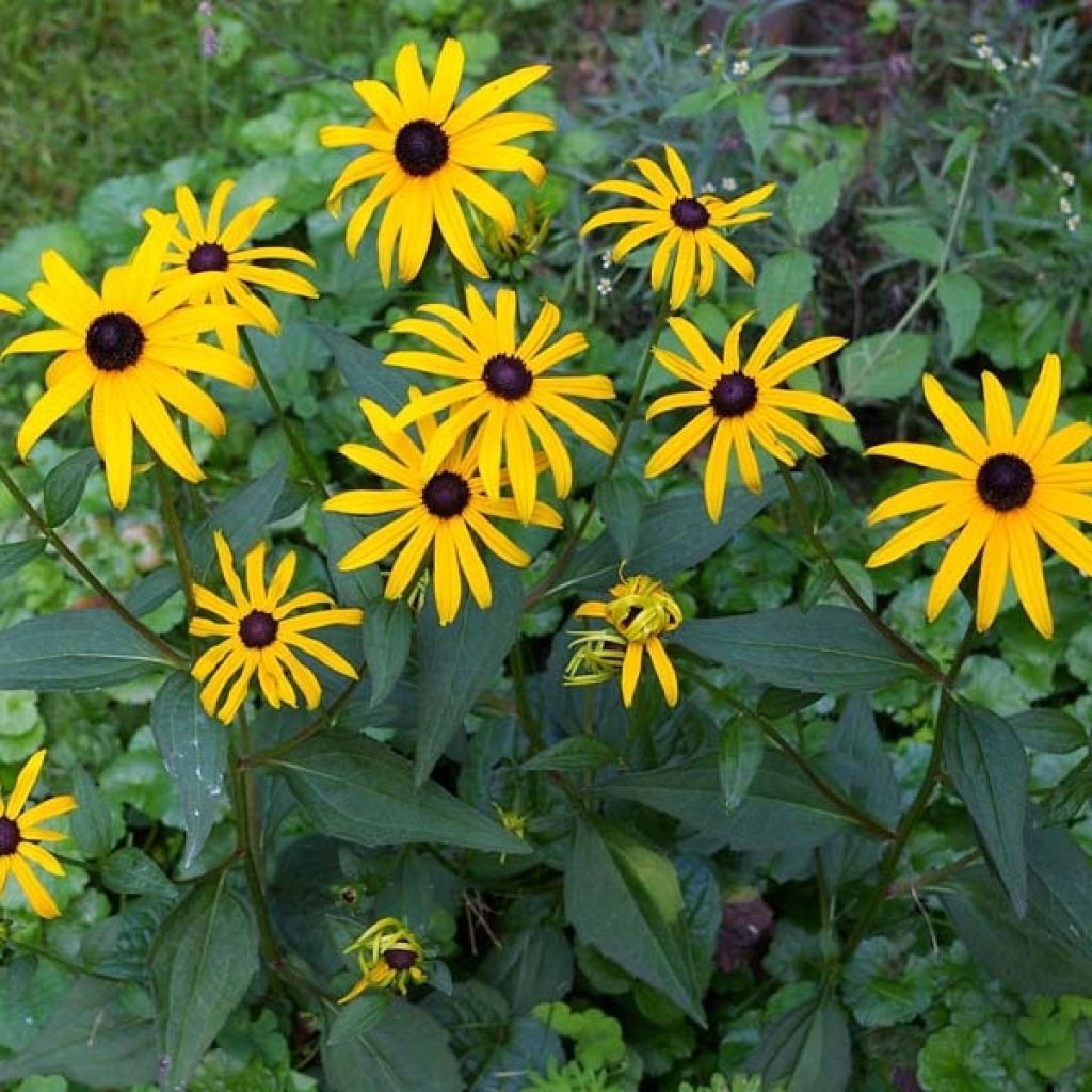 Rudbeckia fulgida Goldsturm