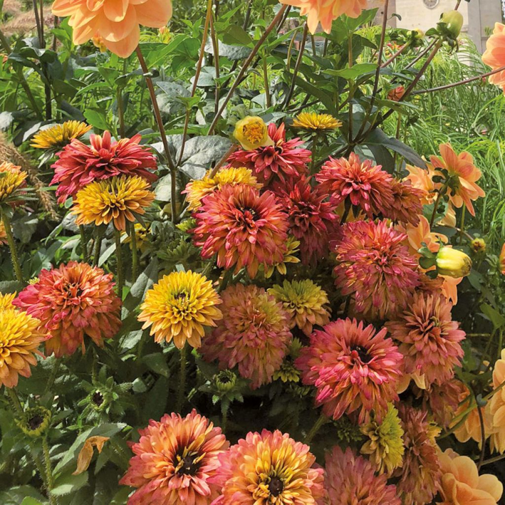 Rudbeckia hirta Rudy Double Rose Yellow - Gloriosa daisy