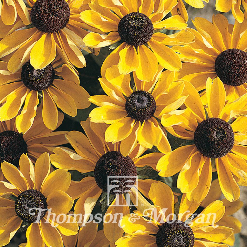 Rudbeckia Hirta Toto