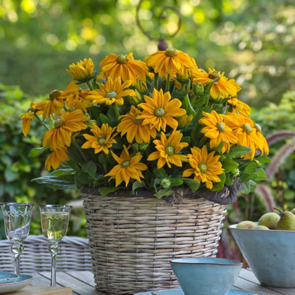 Rudbeckia hirta Sunbeckia Ophelia