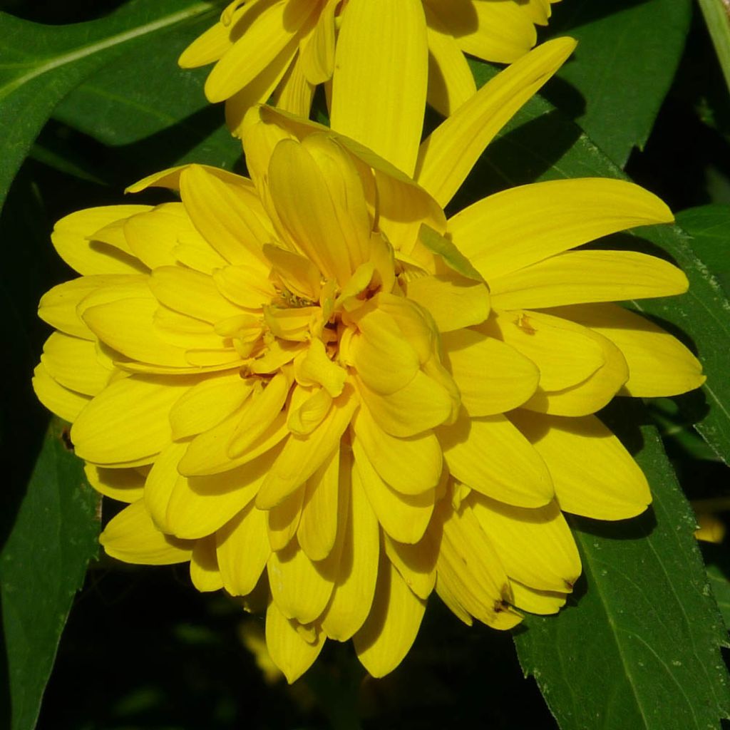 Rudbeckia laciniata 'Goldquelle'