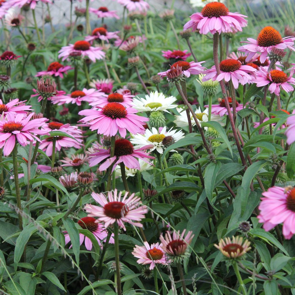 Echinacea purpurea Magnus - Purple Coneflower