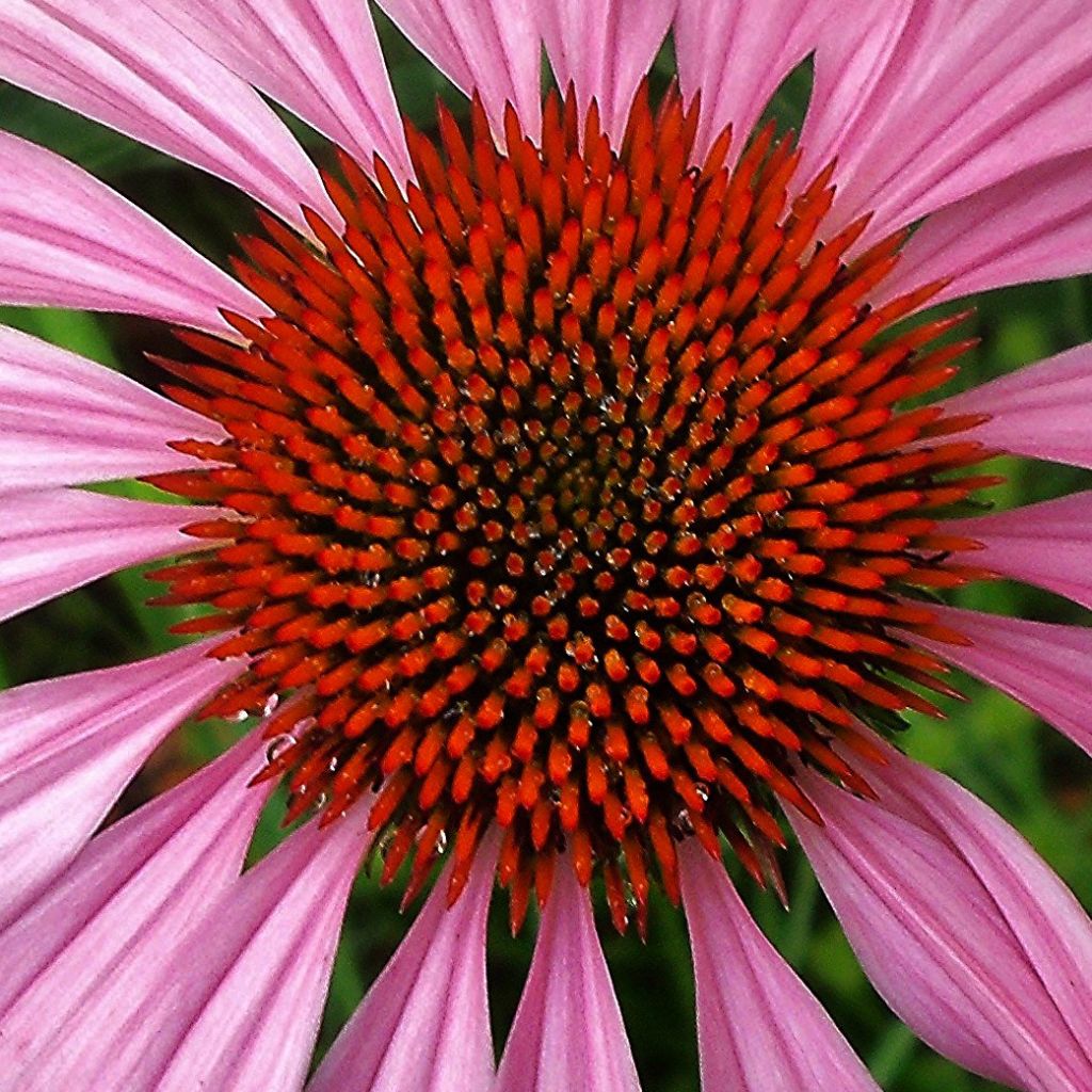 Echinacea purpurea Magnus - Purple Coneflower