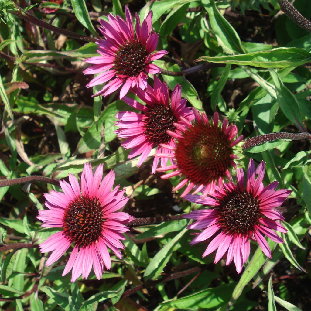 Echinacea purpurea Vintage Wine - Purple Coneflower