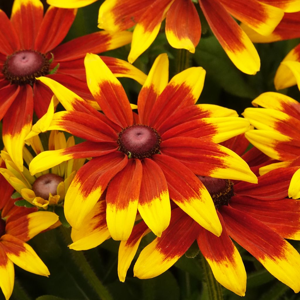 Rudbeckia hirta Sunbeckia Mia
