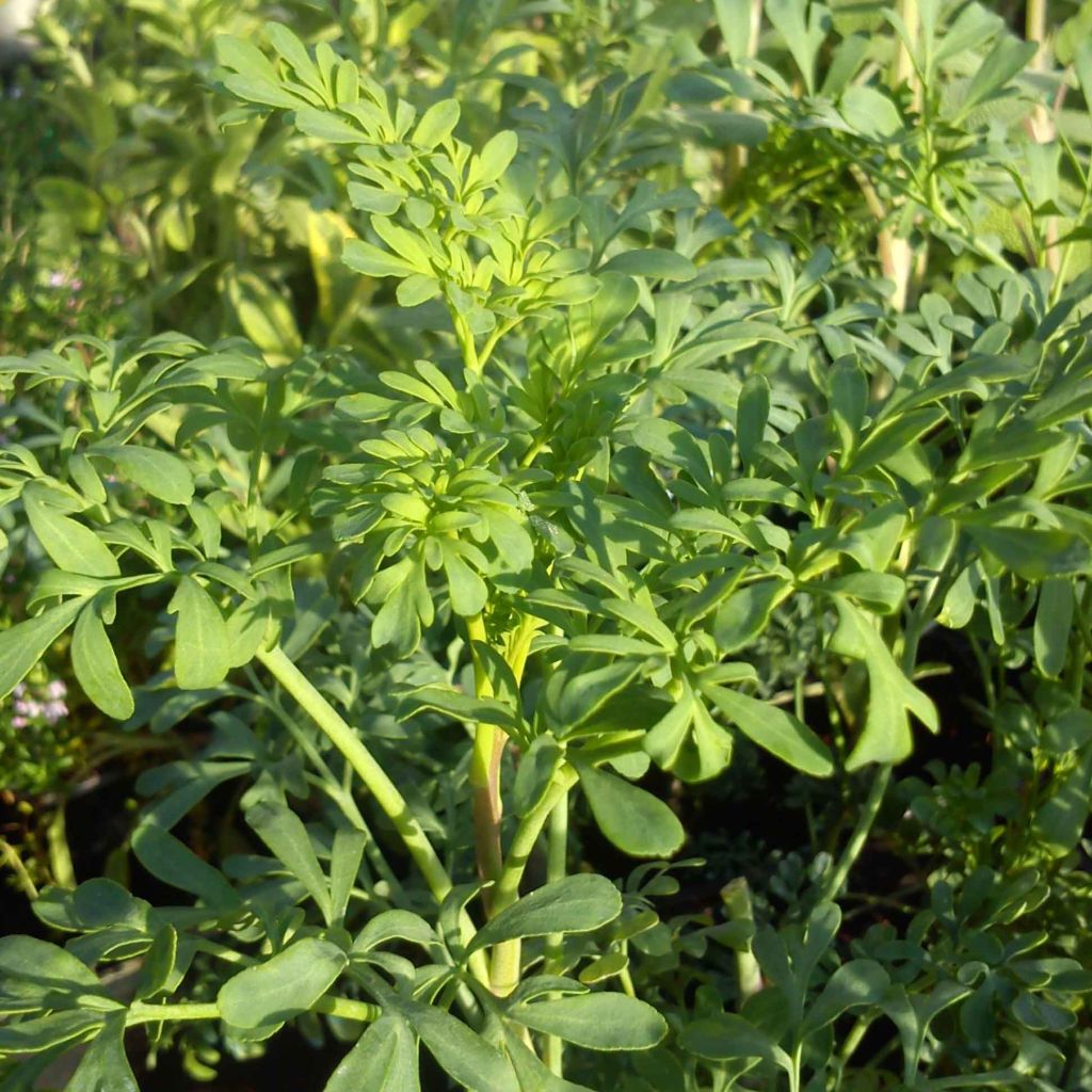 Ruta graveolens 