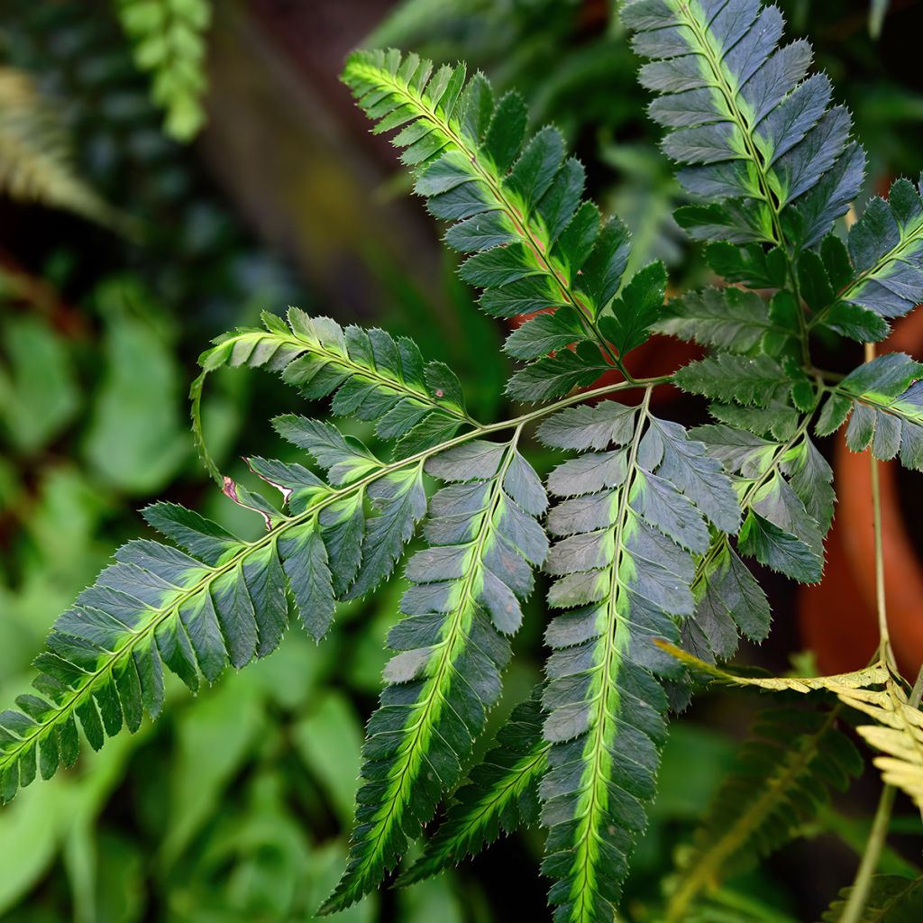 Rumohra adiantiformis Variegata