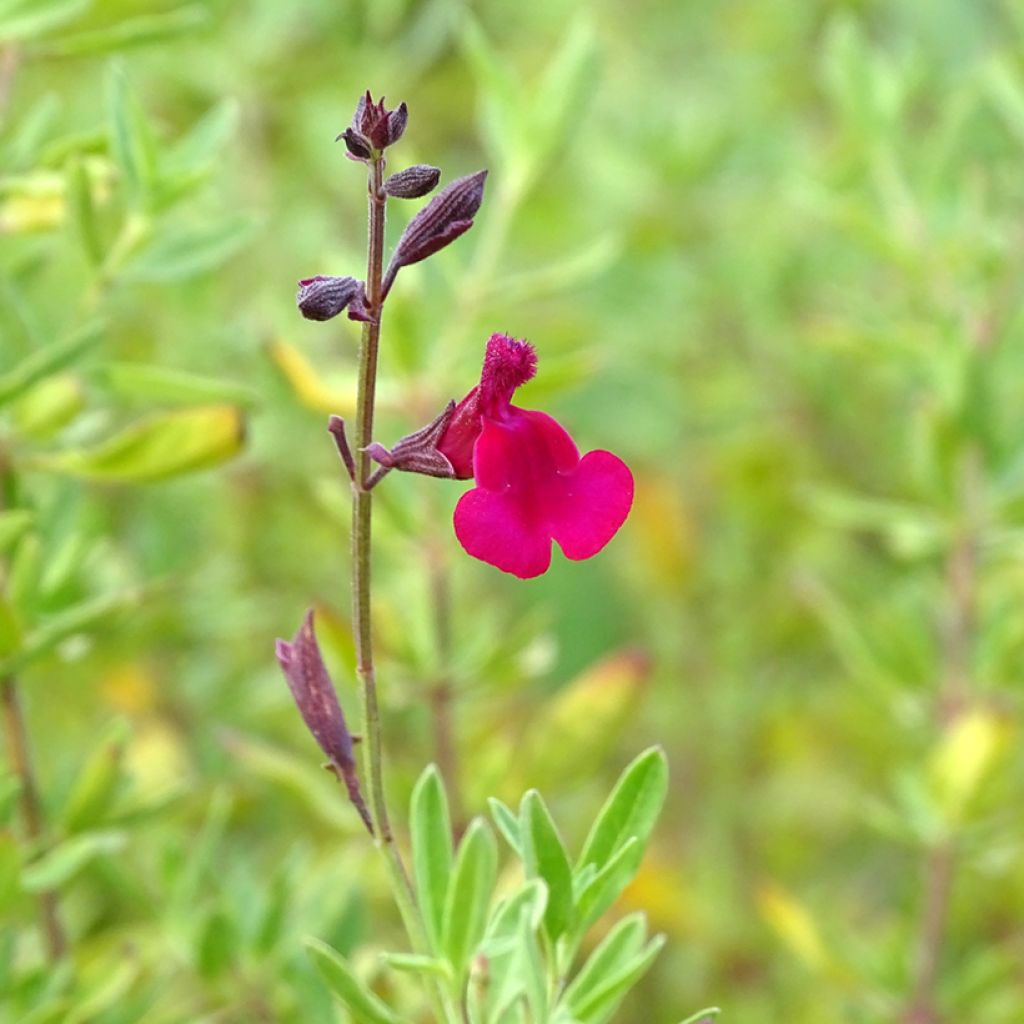 Salvia jamensis Raspberry Royale