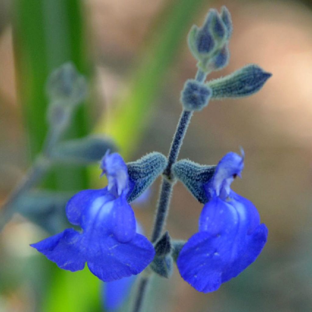 Salvia Isochroma 