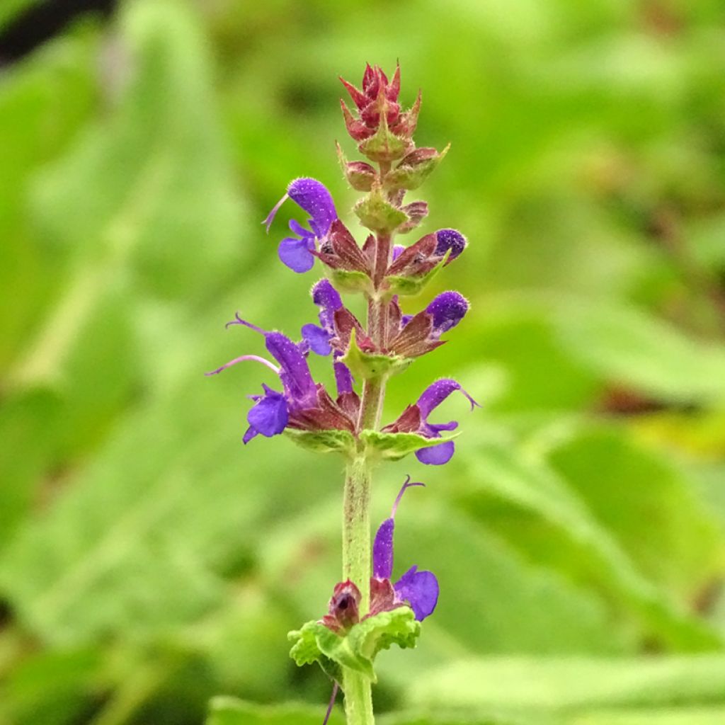 Salvia sylvestris Rhapsody in Blue