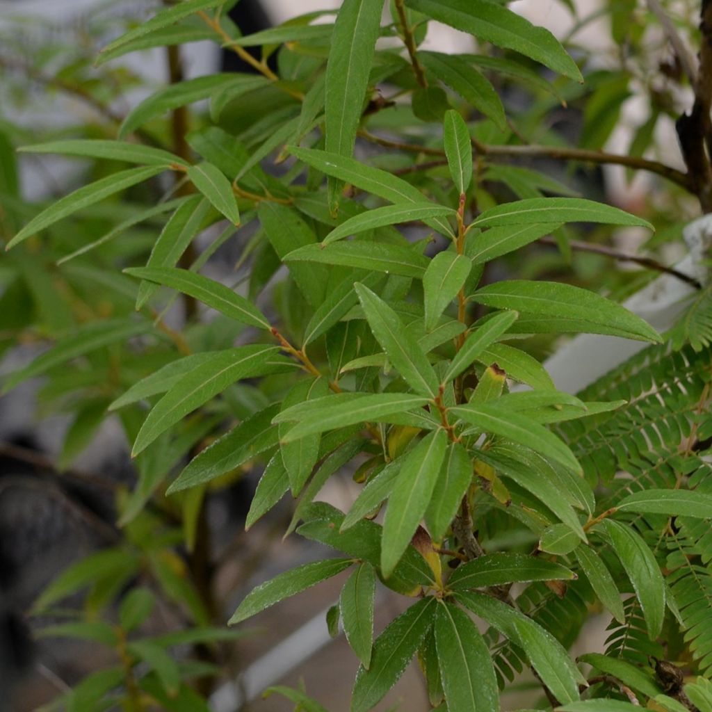 Salix sachalinensis Golden Sunshine - Sachalin Willow
