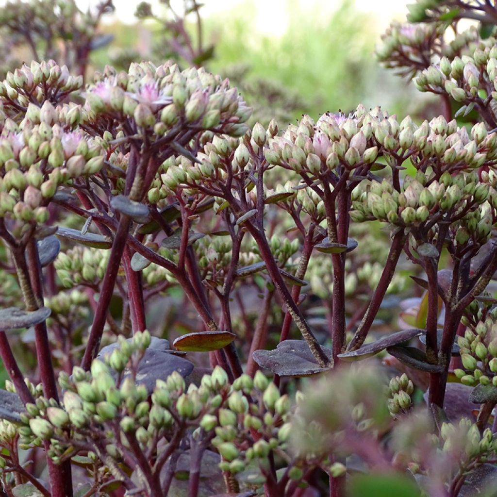 Sedum Matrona - Autumn Stonecrop