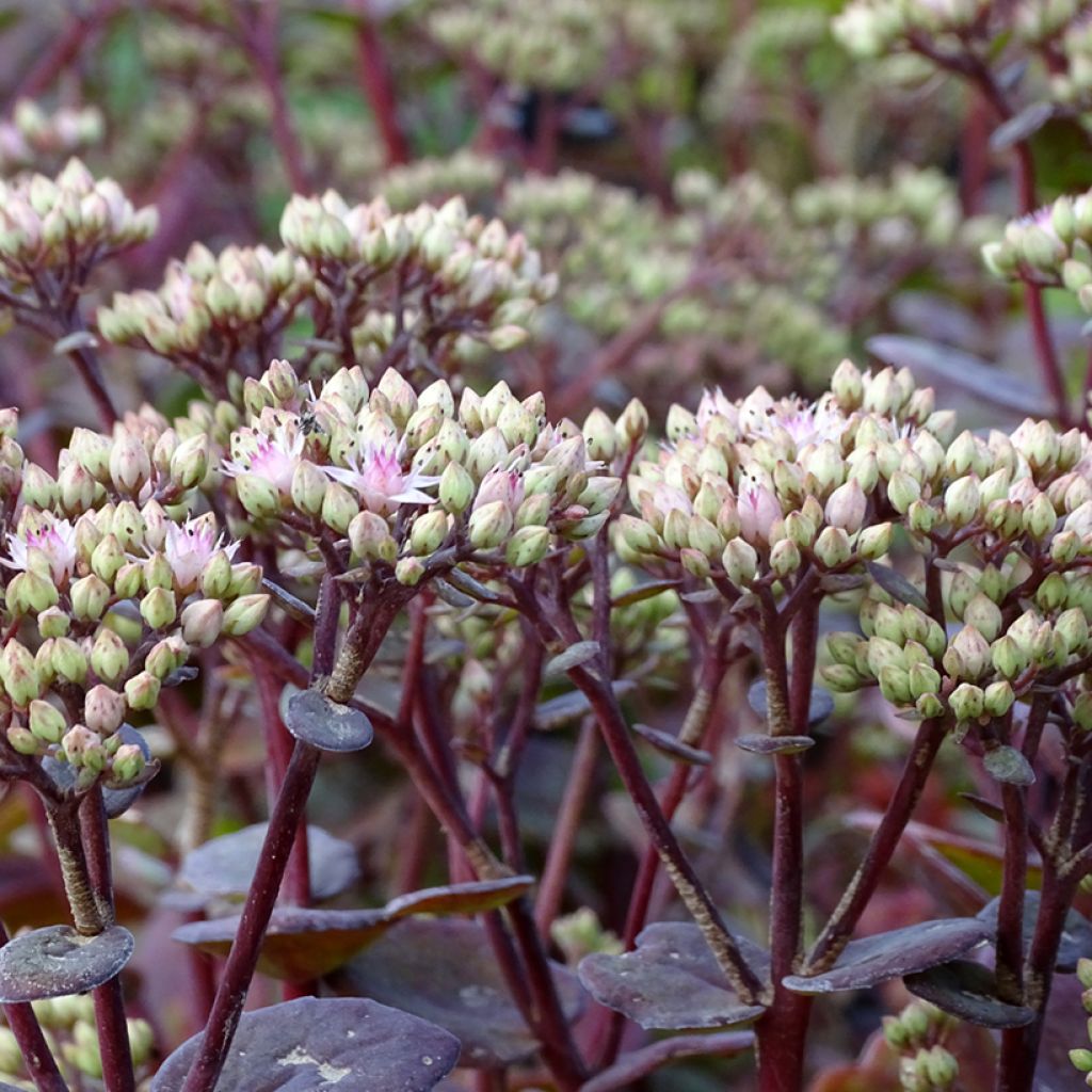 Sedum Matrona - Autumn Stonecrop