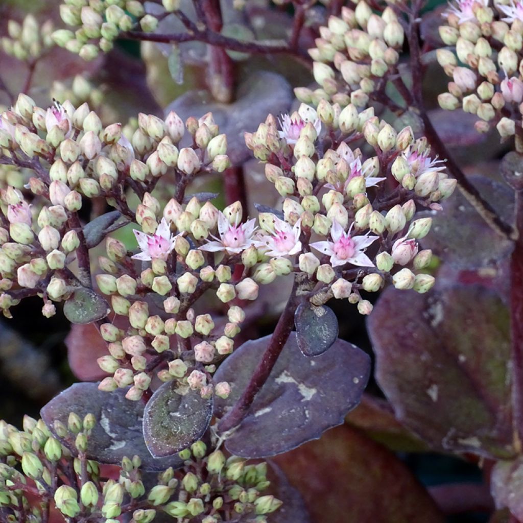 Sedum Matrona - Autumn Stonecrop