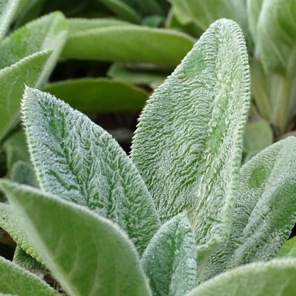Stachys byzantina Big Ears