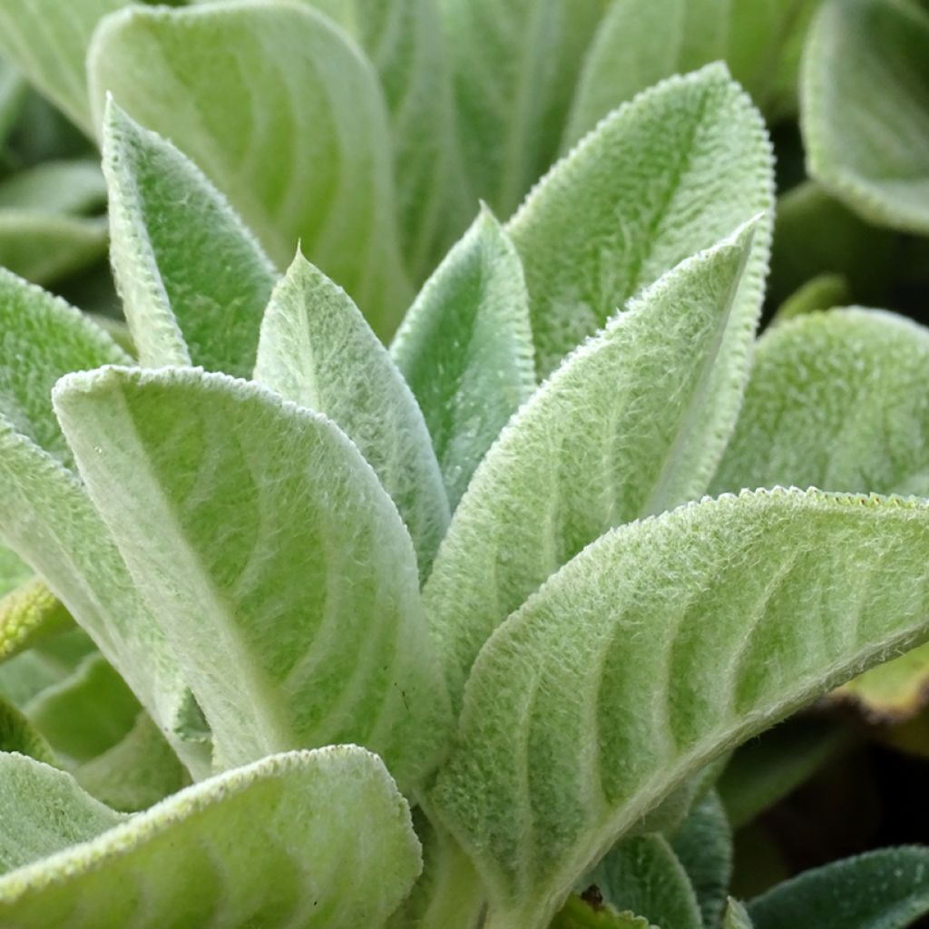 Stachys byzantina Big Ears